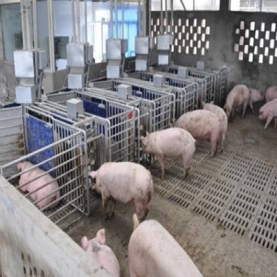 智能化全自動豬場飼喂系統(tǒng)